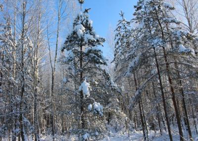 Asociatyvi nuotr. Gedimino Stanišausko nuotr.