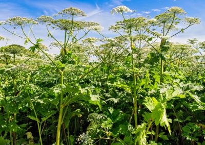 Sosnovskio barštis (Heracleum sosnowskyi) invazinis augalas. AAD nuotr.