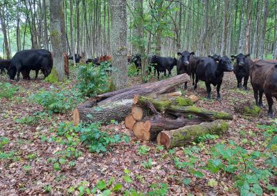 Saugomų teritorijų tarnybos nuotr.