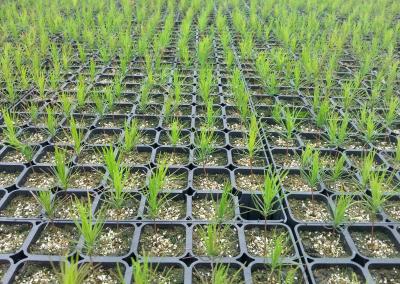 Miško įveisimas. AM nuotr.