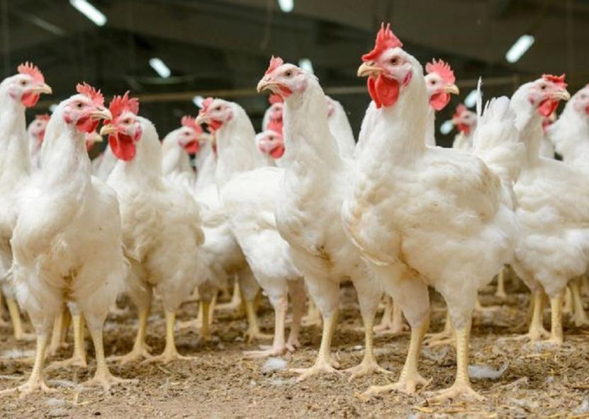 Vištos. ŽŪM nuotr.