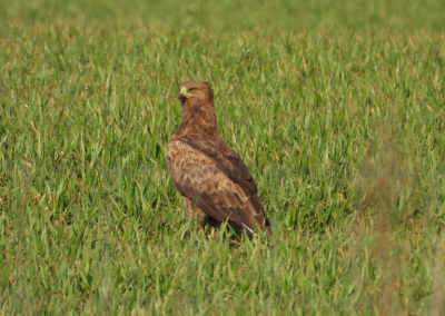 Saugomų teritorijų tarnybos nuotr.
