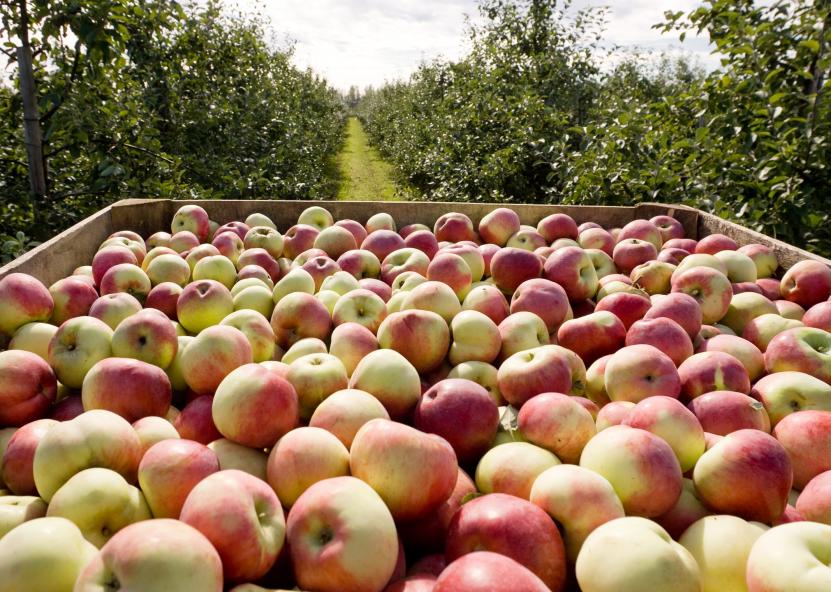Obuoliai. ŽŪM nuotr. 
