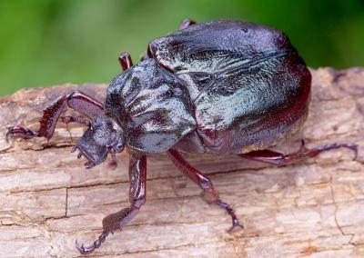 Niūriaspalvis auksavabalis.