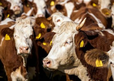 Asociatyvi nuotr. Pieno ūkis nuotr.