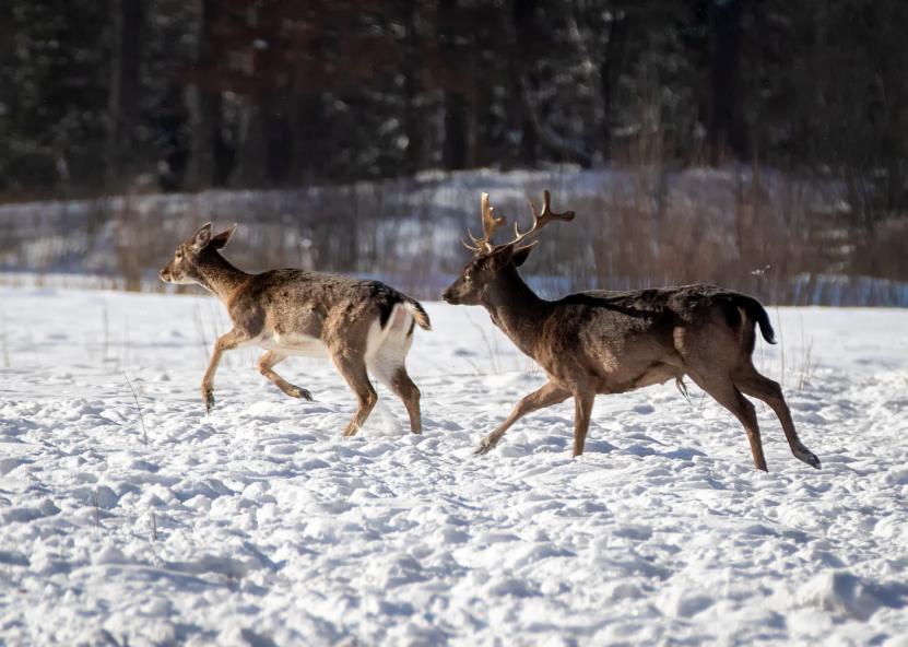 Valstybinių miškų urėdijos nuotr. 