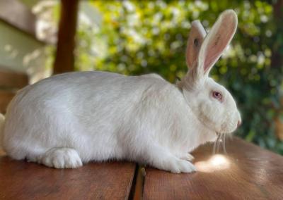 Asociatyvi nuotr. Algirdo Jonėno nuotr.