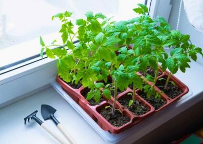 Jurginės arba Šv. Jurgio diena, švenčiamos balandžio 23 dieną. Dzūkų žinios nuotr.